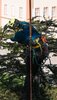 Страховочная система Edelrid TreeRex Triple Lock